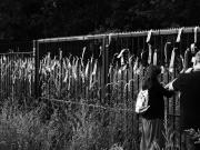 fot. Tadeusz Lisiecki